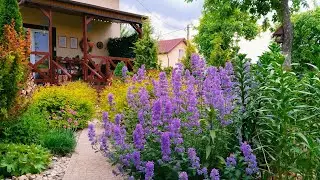 Цветы и Растения которые внесут прохладные нотки в сад 💜Неприхотливые растения для сада 