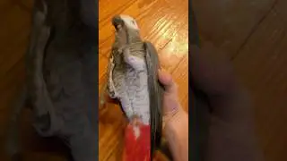 Parrot Travel Bag 🧳