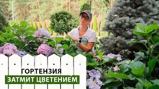 Хотите шикарного цветения крупнолистной гортензии? Смотрите это видео! Как ухаживать за гортензией