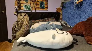 Yoll's stream Ждём с совой Дашу, чтобы делать новогоднее настроение и говорить о бешенстве