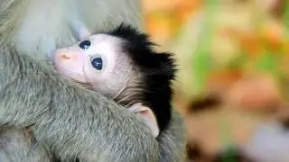 Newborn baby Eleno's good healthy, baby Eleno getting milk from mom Elsa