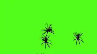 Animation of Spiders on Green Screen Creepy Crawling | By Creator Stockify