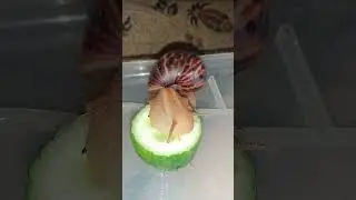 Белый улиточный клещ и методы устранения