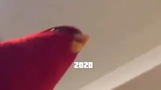 loro rojo meme part 1 XD