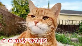 Приколы с котами! Смешные коты и собаки! С ОЗВУЧКОЙ! Самые смешные животные!