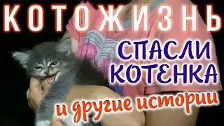 СПАСЛИ КОТЕНКА, НАЧАЛИ РЕМОНТ БАНИ и другие новости😻КОТОЖИЗНЬ!