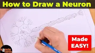 How to Draw a Neuron