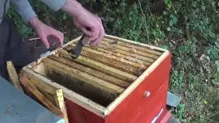 Сборка пчёл в зиму.