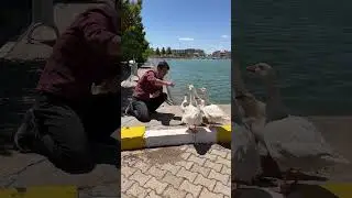 I approached the goose birds 🪿❤️🪿 #animals #aquariumfish