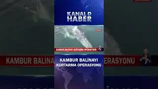 Kambur Balina Boğazda Mahsur Kalınca...