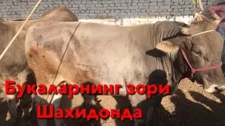 Шахидонда зор Букалар
