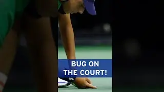 BALL CREW vs. BUG! 😂