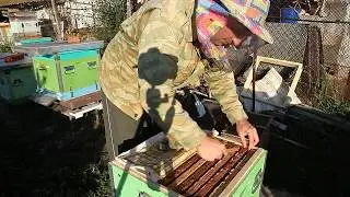 Зимовка пчёл на мёде. Сборка пчелиного гнезда в зиму. часть 1