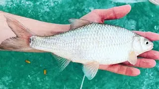 РЫБАЛКА НА КАПЧАГАЕ , ГОРОДСКИЕ ПЛЯЖИ , ЛОВЛЯ ВОБЛЫ