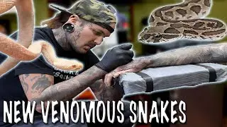 NEW VENOMOUS SNAKES! and HAND TATTOO!