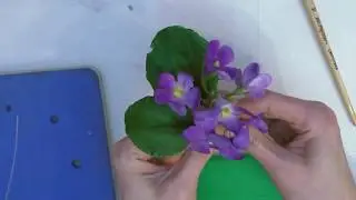 фиалка