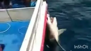 පනපිටින් බෝට්ටුවට මෝරෙක් ගැනීම // Taking a shark to the unsuspecting boat