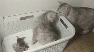 Daddy cat meeting baby kitten for the first time / 3 days after birth kittens / scottish fold meow