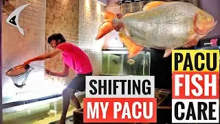 Shifting My Albino Pacu || How To Keep Monster Pacu Fish In Aquarium || Pacu Fish Care