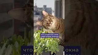 Кот предупреждает