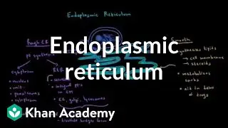 Endoplasmic reticulum and golgi apparatus | Cells | MCAT | Khan Academy