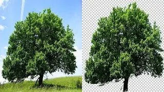 How to cut out a tree Background in Photoshop