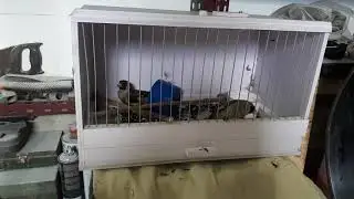 ловля певчих птиц. удачный день