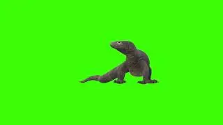 Green Screen | Chroma Key | Animal 4K | Komodo Dragan