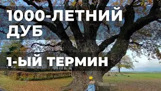 ПЕРВЫЙ ТЕРМИН. 1000ЛЕТНИЙ ДУБ. ОКРЕСТНОСТИ ФРИДЛАНДА. ПОДАРКИ ПОЗДНИМ ПЕРЕСЕЛЕНЦАМ.