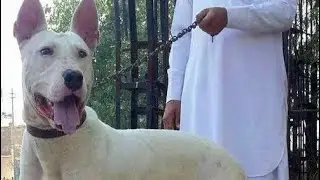 Pakistan Bull Terrier/Gull Terrier. The MasterOfAllBulldogs is will knowledgeable about all breeds.