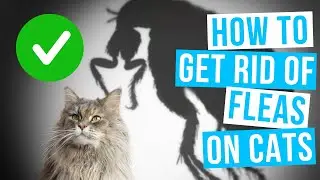 How to GET RID OF FLEAS ON CATS | Fast, naturally or with dawn dish soap