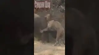 Буйвол Против Льва Один на один