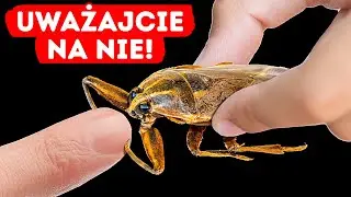 Ukąszenie tego owada może być najgorszym doświadczeniem w życiu