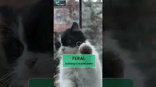 Learning GRE Words with Cats | FERAL  #grevocab #catshorts