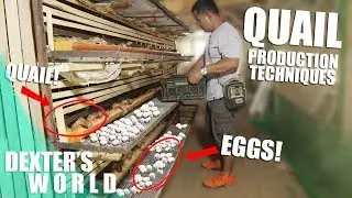 MASSIVE QUAIL EGG PRODUCTION TECHNIQUES REVEALED!