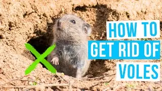 How to GET RID OF VOLES in lawn or garden