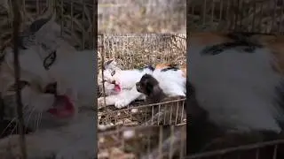 Нашёл агрессивную кошку которая потеряла своих котят 🥺 #шортс