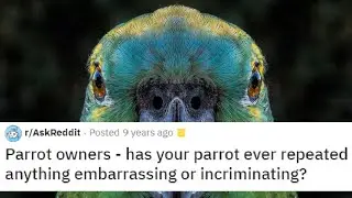 Bad Parrots