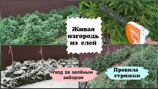 Живая изгородь из елей. Уход, стрижка.