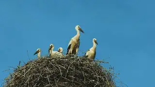 Все в лес: аисты, самые семейные птицы