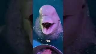 Why Dolphin Eat Ice Cube’s 😨