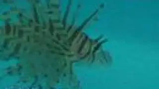 Volitan Lionfish -- That Fish Place Fish Species Profile