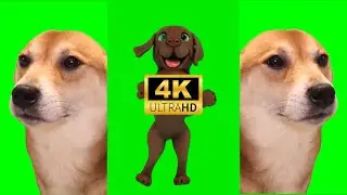 Green Screen Dancing Dog Meme