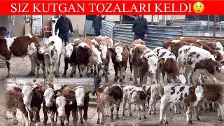 BUNAQASI KAM KELADI PULIYAM ARZON SHOSHILING😲📞998259999