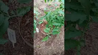 КАК ВЫРАСТИТЬ ТОМАТЫ БЕЗ ФИТОФТОРЫ!?