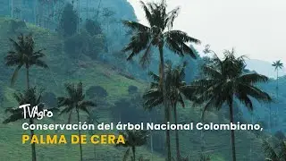 Conservación del árbol Nacional Colombiano, Palma de Cera- TvAgro por Juan Gonzalo Angel Restrepo