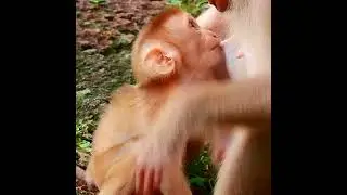 baby monkey feeding milk