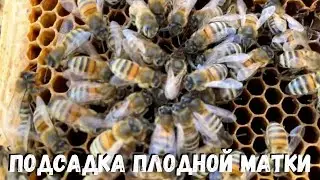 Подсадка плодной матки  под колпачок