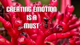 Creating emotion in photography is a must do