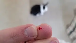 Rabbit biting my finger